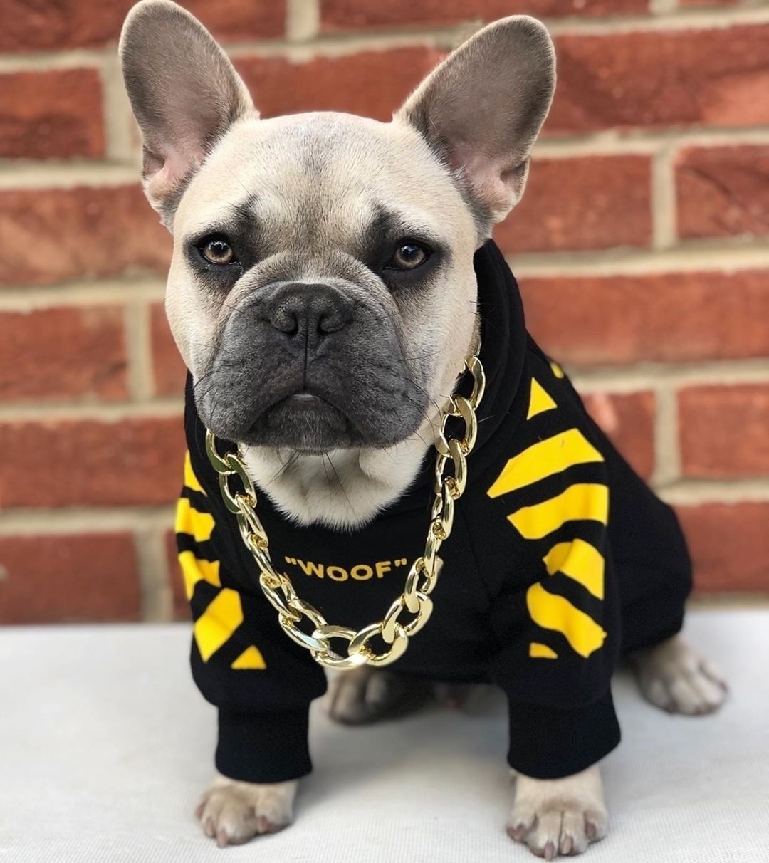 Corgi Schnauzer Fashion Three-Stripe Dog Sweater