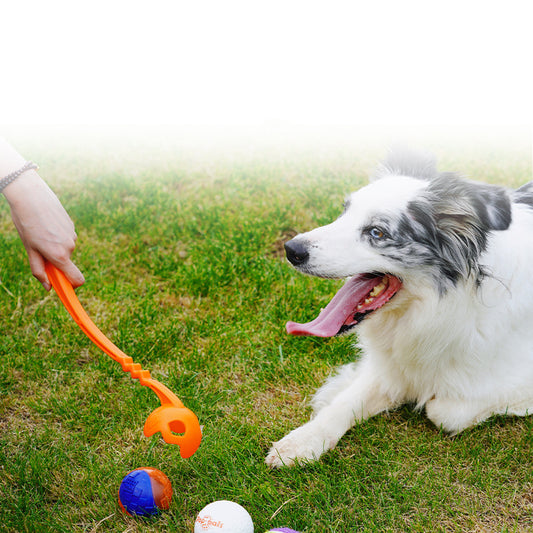 Dog Training Picking Club