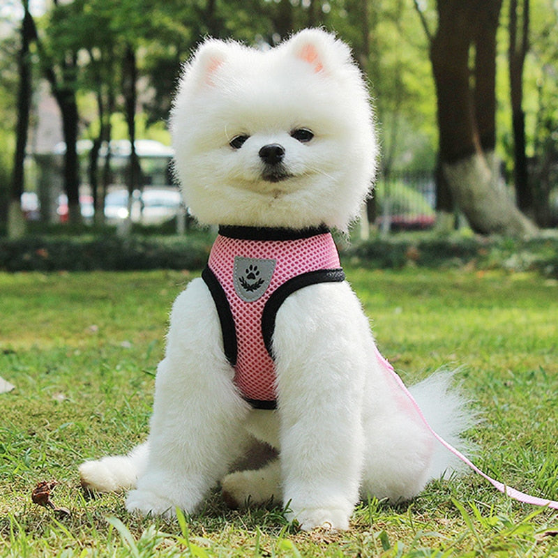 Car Seat Belt Dog Leash