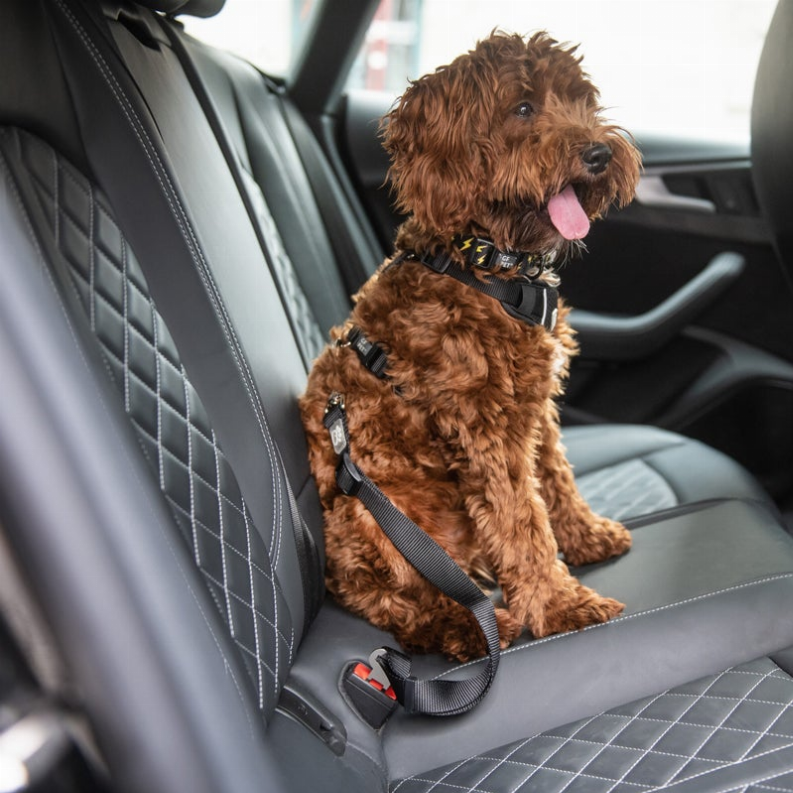 GF Black Pet Seat Belt Tether