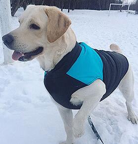 Autumn And Winter Ski Wear for Dogs