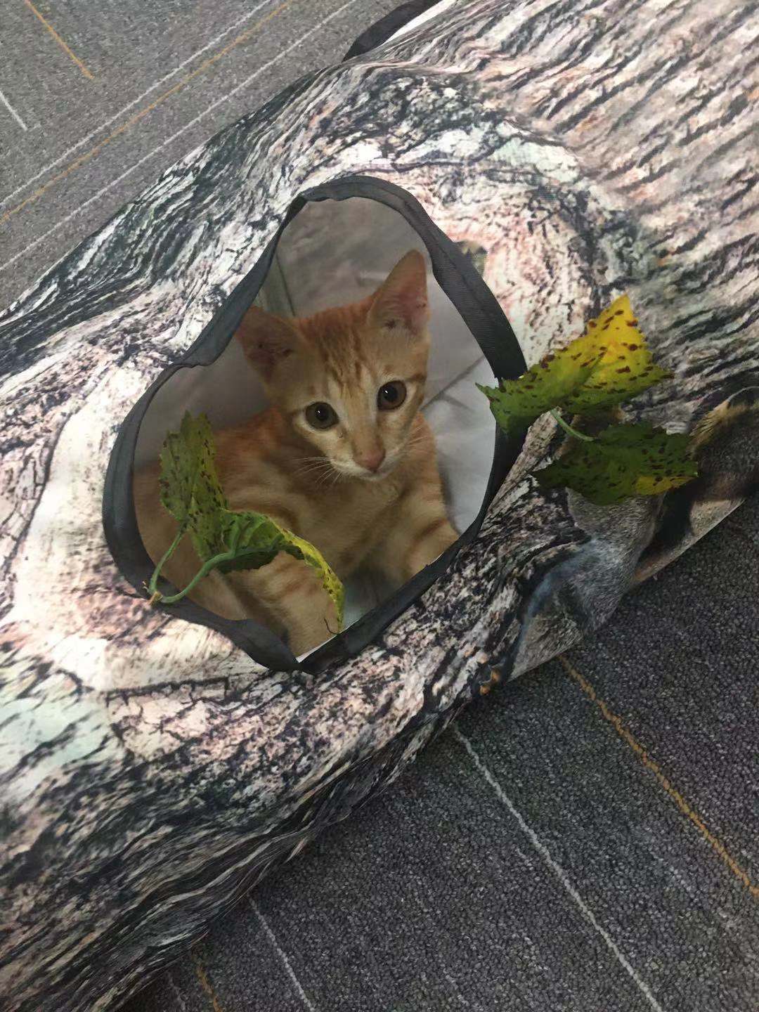 Tree Pattern Tunnel Toy