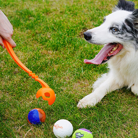 Dog Training Picking Club